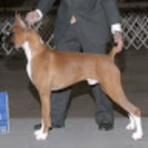 Meet your Posher, Steve